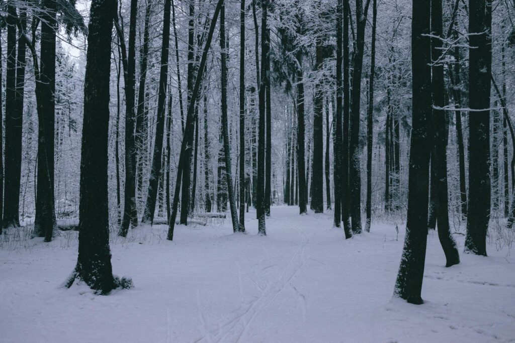 Floresta nevada